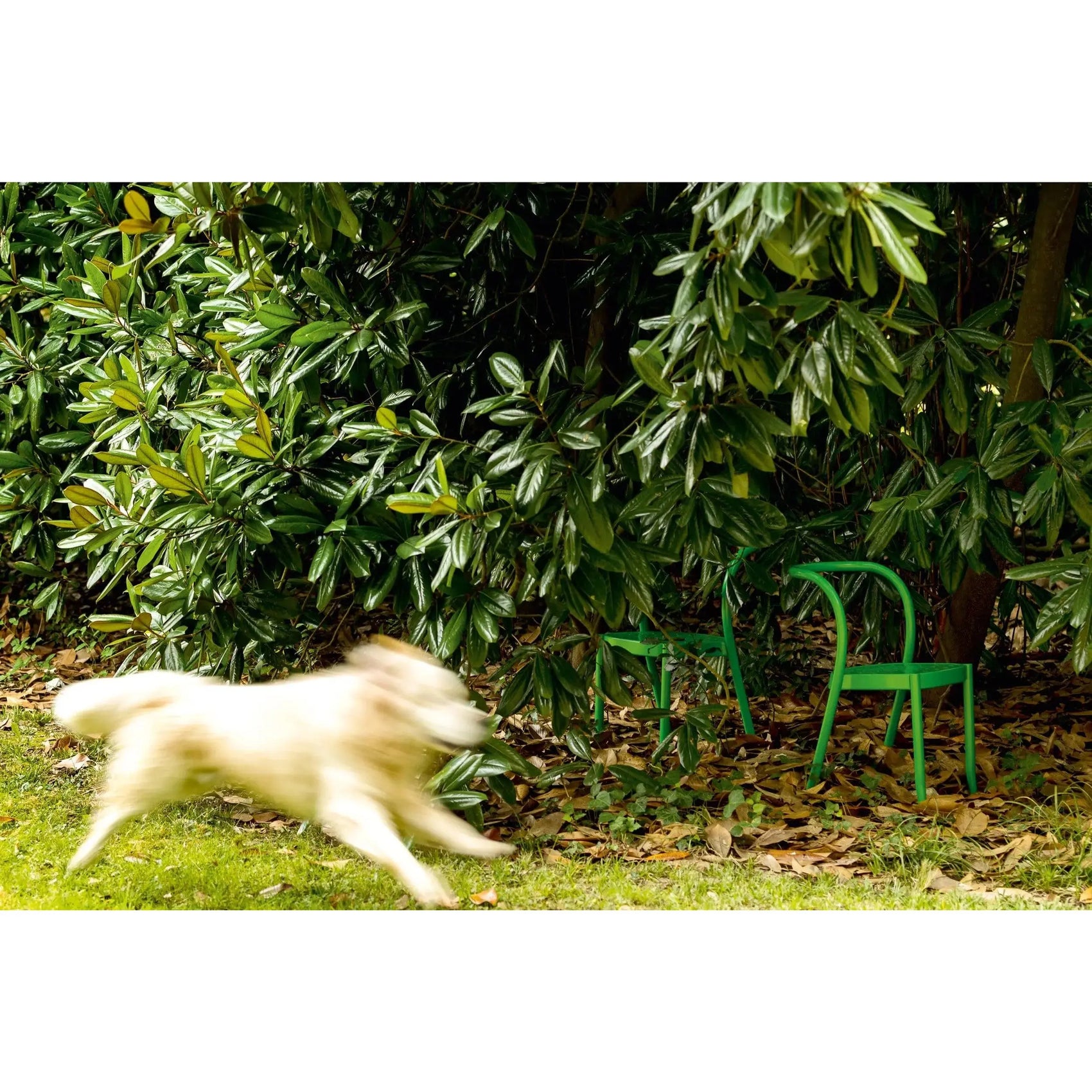 St. Mark Chair | Moroso | JANGEORGe Interior Design